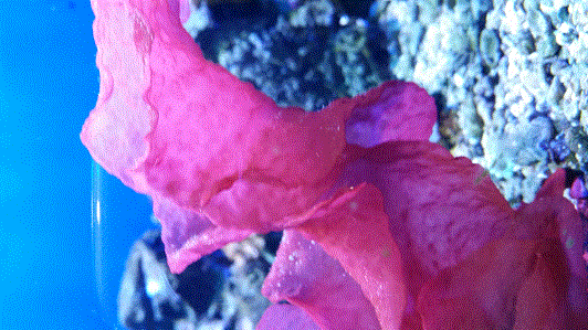 Red Algae.gif