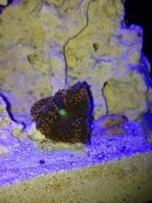 ImageUploadedByTapatalk1407460161.097045.jpg ImageUploadedByTapatalk1407460161.097045.jpg