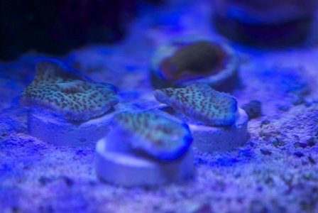 Jedi Mind Tricks.jpg