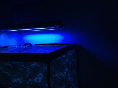 reefcubes18.JPG