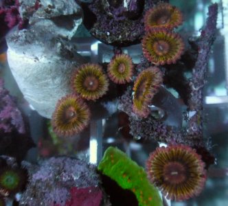 Pink-Zoas.jpg