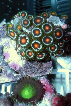blue-orange-eye-zoa.jpg