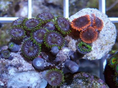 blue-green-zoa.jpg