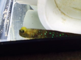 blackfinned shrimp goby.JPG