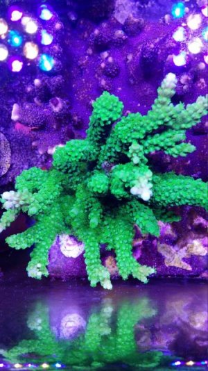 Slimer Colony RC.jpg
