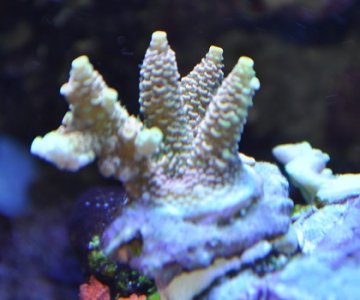 DSC_0167.JPG