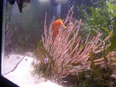 Orange Female seahorse.jpg