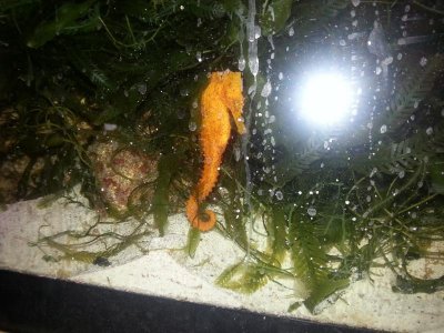 Orange Male sea horse.jpg