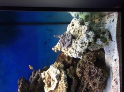 green polyp 1.jpg green polyp 1.jpg