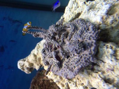 green polyp 2.jpg green polyp 2.jpg