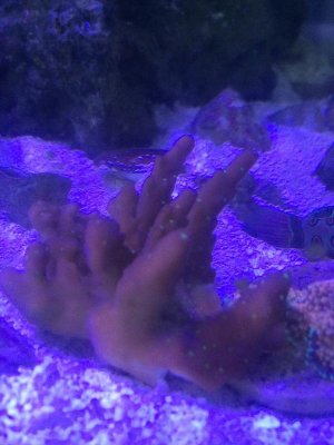 Bonsai.jpg
