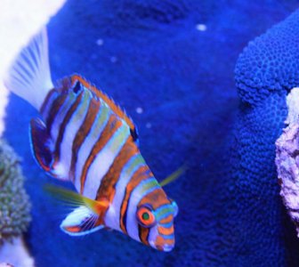 HarlequinTusk2014081901.jpg