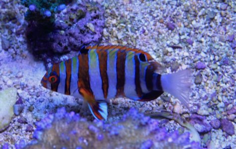 HarlequinTusk2014081902.jpg