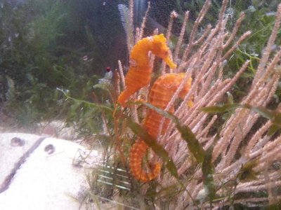 Two new Orange Sea horses together.jpg