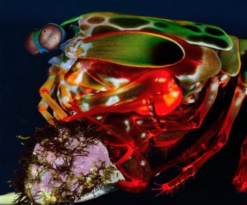 O scyllarus male strike 8 21 2014 a med.jpg