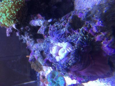 IMG_2415 (800x600).jpg