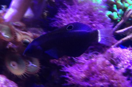 black wrasse 1.jpg