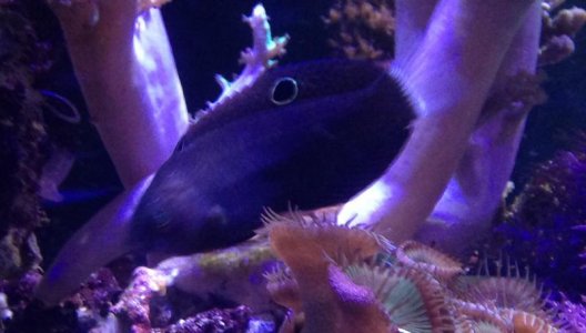 black wrasse 2.jpg