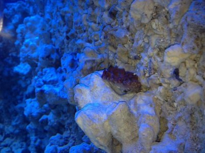 reefcubes19.jpg