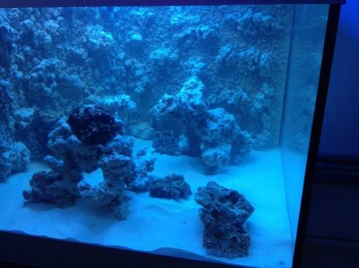 reefcubes21.jpg