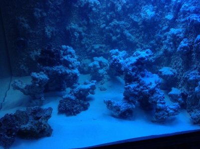 reefcubes22.jpg