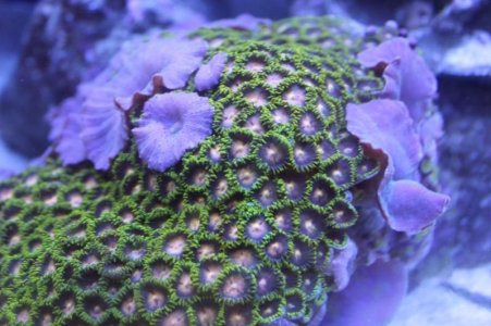 zoas.jpg