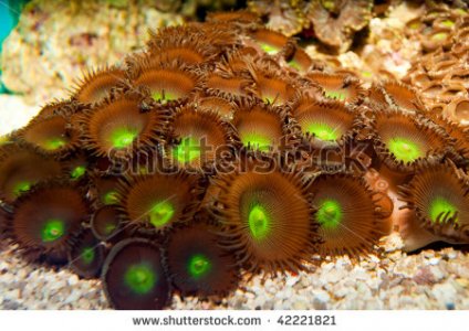 stock-photo-green-button-polyp-42221821.jpg