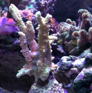 Montipora.jpg