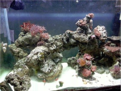 Tank now 08-23-2014.jpg