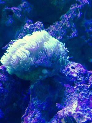 ImageUploadedByTapatalk1409080355.122099.jpg