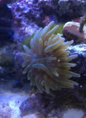 ImageUploadedByTapatalk1409108408.014268.jpg ImageUploadedByTapatalk1409108408.014268.jpg