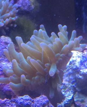 ImageUploadedByTapatalk1409108427.612672.jpg ImageUploadedByTapatalk1409108427.612672.jpg