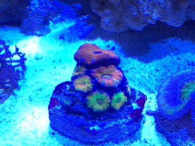 acan2.jpg