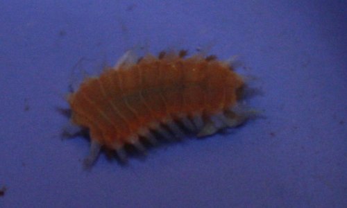 worm2.jpg