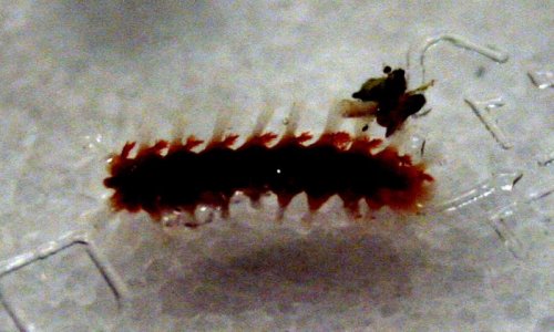 worm3.jpg