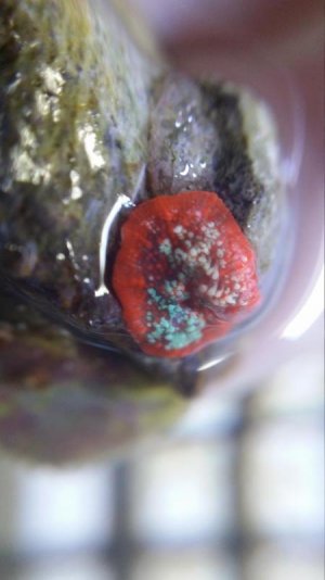Macro devil.jpg