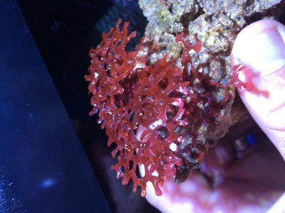 algae.jpg