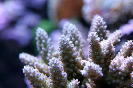 Agemmifera2014090101.jpg