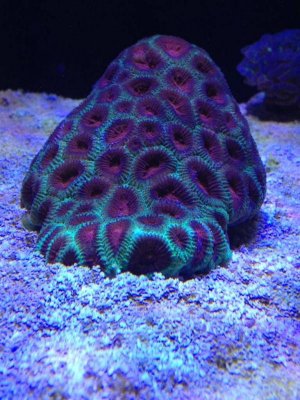 ImageUploadedByTapatalk1409729724.658913.jpg