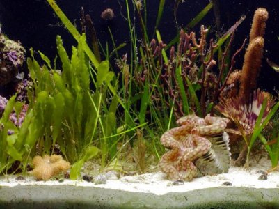 Center Tank Shot.jpg