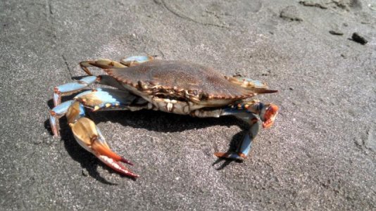 crab 3.jpg