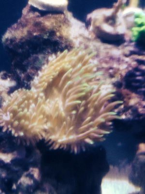 Anemone mass update 9 8 2014.jpg