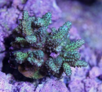 CoralGardensAcro2014090801.jpg