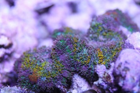 Tapetum2014090801.jpg