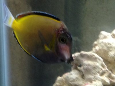 powder brown tang.jpg