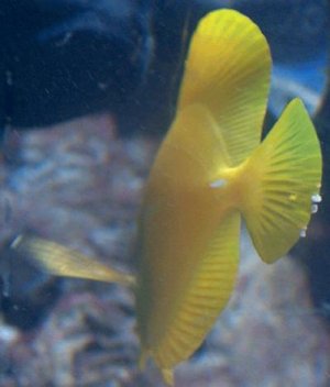 lymphocystis tang2.jpg