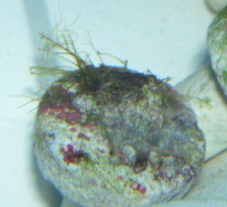 bryopsis_plug.jpg