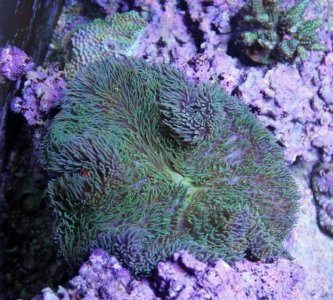 PetcoGigantea2014090901.jpg