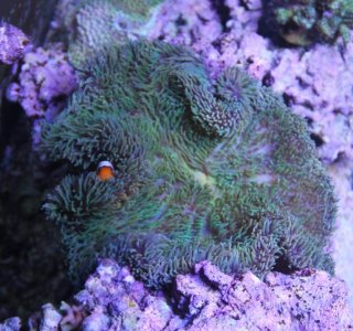 PetcoGigantea2014090902.jpg