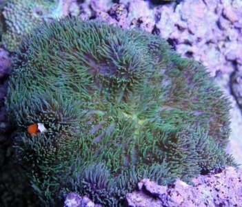PetcoGigantea2014090903.jpg